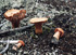 loads of mushrooms!